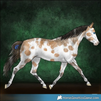 Horse Color:White Spotted Bay Ice Splash 