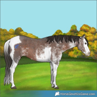 Horse Color:White Spotted Liver Chestnut Splash Tobiano