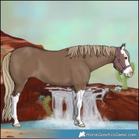 Horse Color:Liver Red Dun Splash 