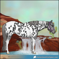 Horse Color:Black Tobiano Near Leopard Rabicano 