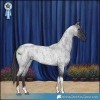 Horse Color:Blue Roan Tobiano 