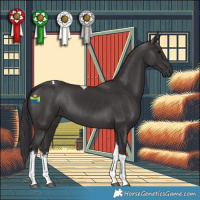 Horse Color:White Spotted Smoky Black Tobiano