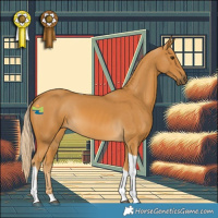 Horse Color:White Spotted Palomino Tobiano 