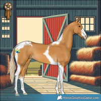 Horse Color:White Spotted Palomino Tobiano 