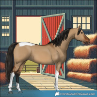 Horse Color:Gray Bay Dun Tobiano 