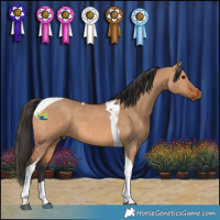Horse Color:Bay Dun Tobiano 