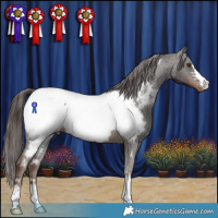 Horse Color:Liver Chestnut Appaloosa 