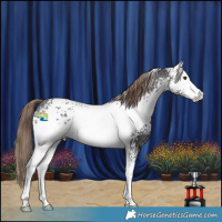 Horse Color:White Spotted Liver Chestnut Sabino Varnish 