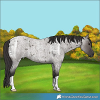Horse Color:Smoky Grullo Roan 