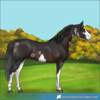 Horse Color:White Spotted Brown Rabicano 