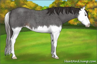 Horse Color:Liver Red Roan Splash