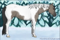Horse Color:Smoky Grullo Tobiano