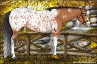 Horse Color:Bay Splash Tobiano Appaloosa and Bay Splash Tobiano Frame Appaloosa