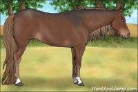 Horse Color:Liver Red Roan 