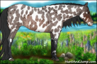 Horse Color:Bay Roan Near Leopard
