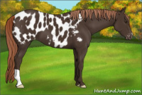 Horse Color:Liver Chestnut Appaloosa