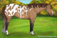 Horse Color:Buckskin Dun Sabino Appaloosa 