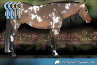 Horse Color:White Spotted Bay Dun 