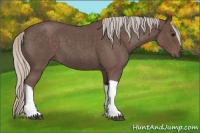 Horse Color:Silver Blue Roan 
