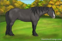 Horse Color:Black Splash 