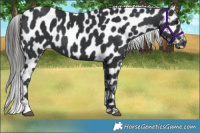 Horse Color:Black Appaloosa Rabicano 
