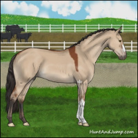 Horse Color:Bay Dun