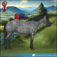 Horse Color:Blue Roan 