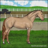 Horse Color:Red Dun 
