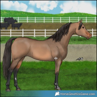 Horse Color:Bay Dun 