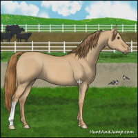 Horse Color:Red Dun 