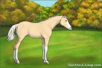 Horse Color:Silver Classic Cream Champagne Dun Splash