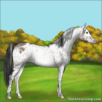Horse Color:White Spotted Brown Dun Rabicano 