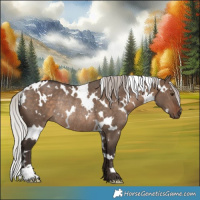 Horse Color:White Spotted Silver Brown Dun Rabicano 