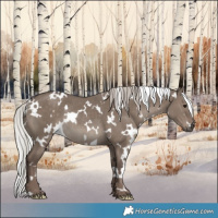 Horse Color:White Spotted Silver Grullo Rabicano 