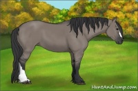 Horse Color:Grullo 