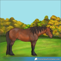 Horse Color:Bay 