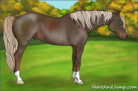 Horse Color:Liver Chestnut 