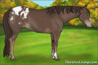 Horse Color:Liver Chestnut Appaloosa 