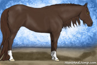 Horse Color:Liver Chestnut 