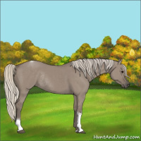 Horse Color:Silver Smoky Grullo Tobiano Rabicano 