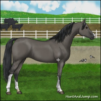 Horse Color:Grullo 