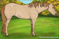 Horse Color:Red Dun Roan 