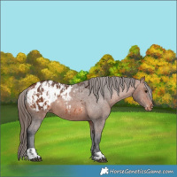 Horse Color:Bay Appaloosa  and Bay Appaloosa 