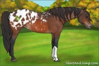 Horse Color:Bay Blanket  and Bay Blanket 
