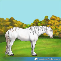 Horse Color:Bay Appaloosa  and Bay Appaloosa 