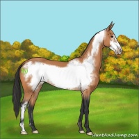 Horse Color:Bay Frame 
