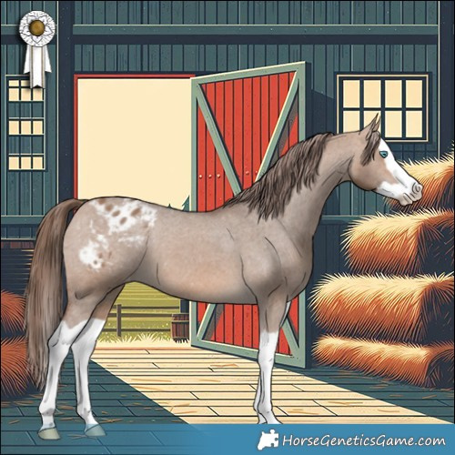 Horse Color:Bay Dun Splash Appaloosa 