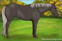 Horse Color:Silver Black 