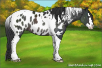 Horse Color:Platinum Brown Sabino Splash Tobiano Appaloosa Rabicano 