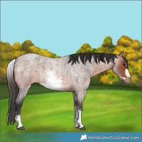 Horse Color:White Spotted Bay Roan Frame 